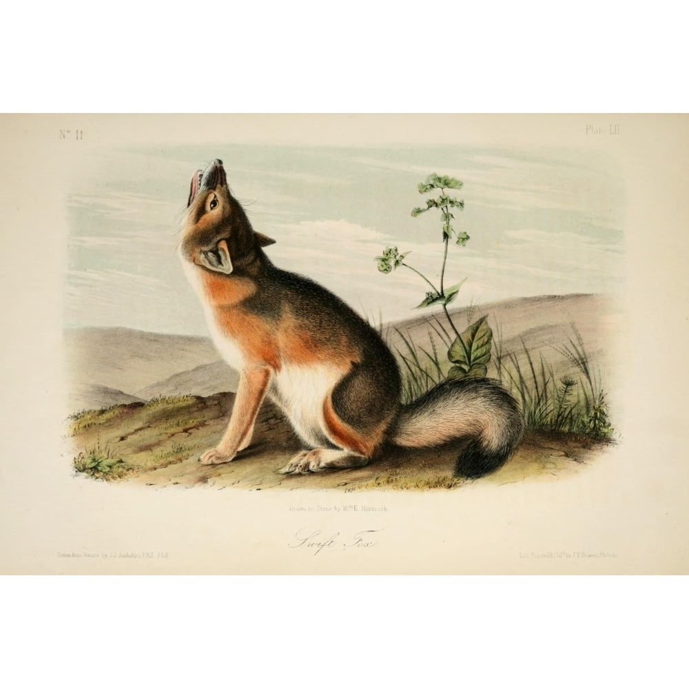 Quadrupeds of N. America 1851 Swift Fox Poster Print by J.J. Audubon Image 1