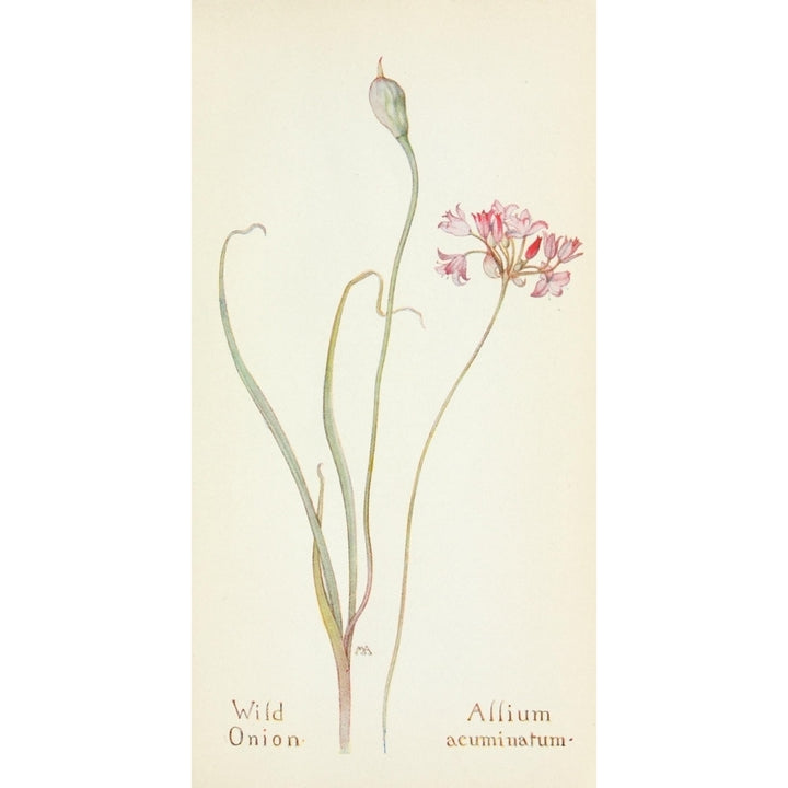 Western Wild Flowers 1915 Wild Onion Poster Print by M. Armstrong Image 2