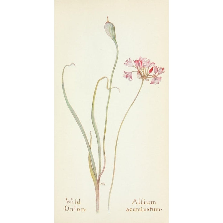 Western Wild Flowers 1915 Wild Onion Poster Print by M. Armstrong Image 1