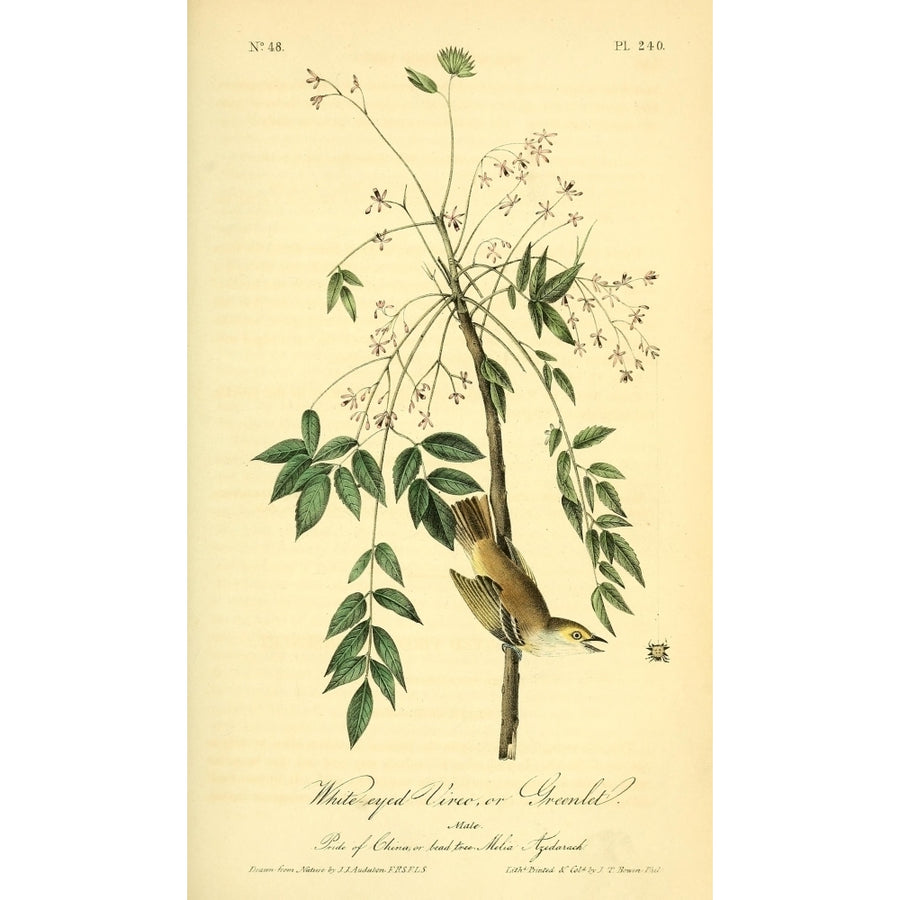 Birds of America 1844 White-eyed Vireo Poster Print by J.J. Audubon Image 1