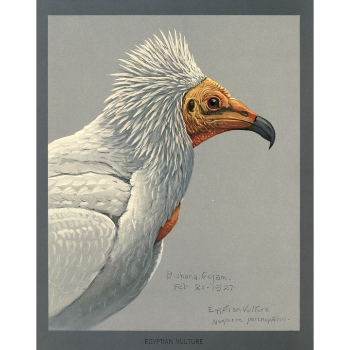 Abyssinian Birds and Mammals 1930 Egyptian Vulture Poster Print by L.A. Fuertes Image 2