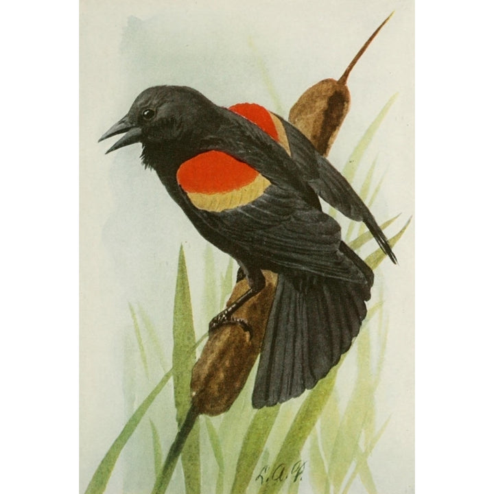 Book of Birds 1921 Red-winged Blackbird Poster Print by L.A. Fuertes Image 1