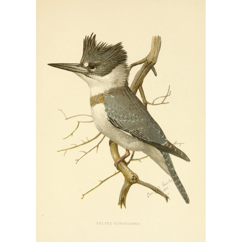 Second Book of Birds 1901 Belted Kingfisher Poster Print by L.A. Fuertes Image 1