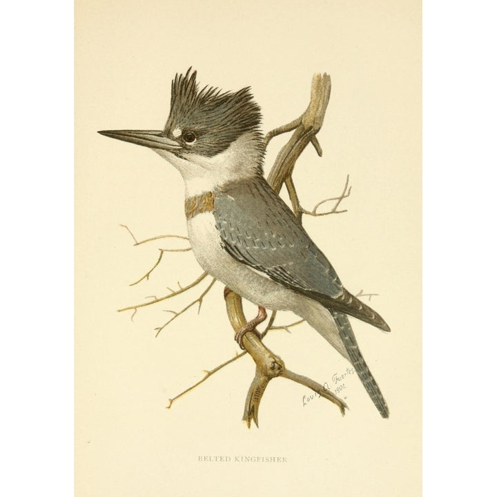 Second Book of Birds 1901 Belted Kingfisher Poster Print by L.A. Fuertes Image 2