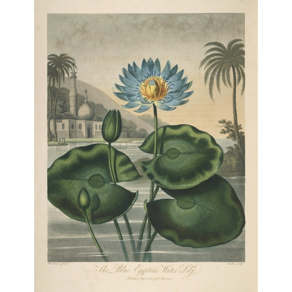 The Temple of Flora 1807 Blue Egyptian Water-lily Poster Print by Peter C. Henderson Image 2