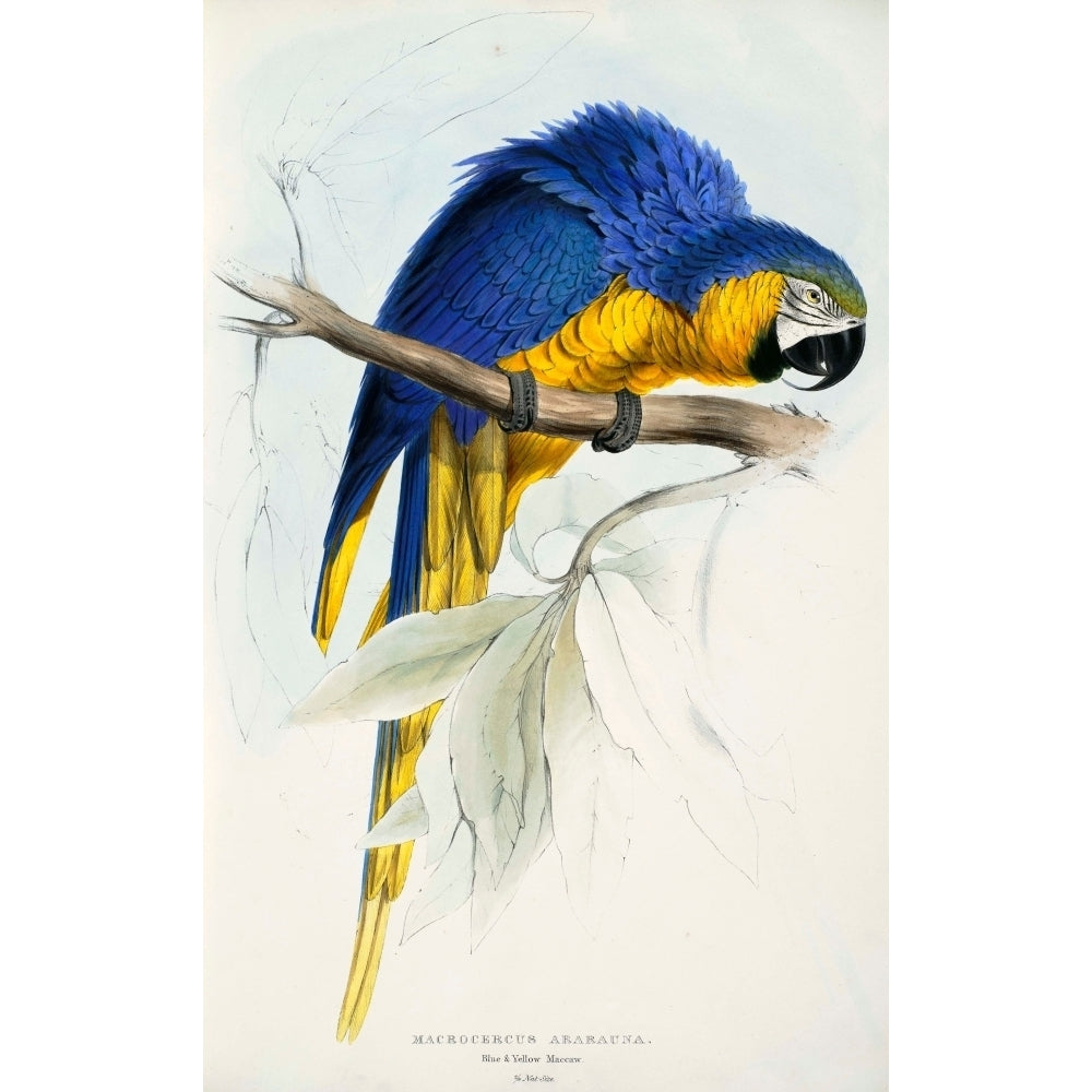 Psittacidae 1832 Blue and Yellow Macaw Poster Print by Edward Lear Image 1