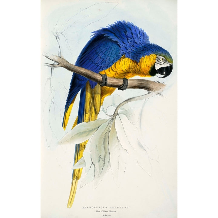 Psittacidae 1832 Blue and Yellow Macaw Poster Print by Edward Lear Image 2