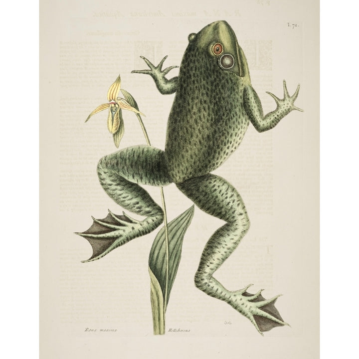 Bull-frog Poster Print by Mark Catesby Image 1