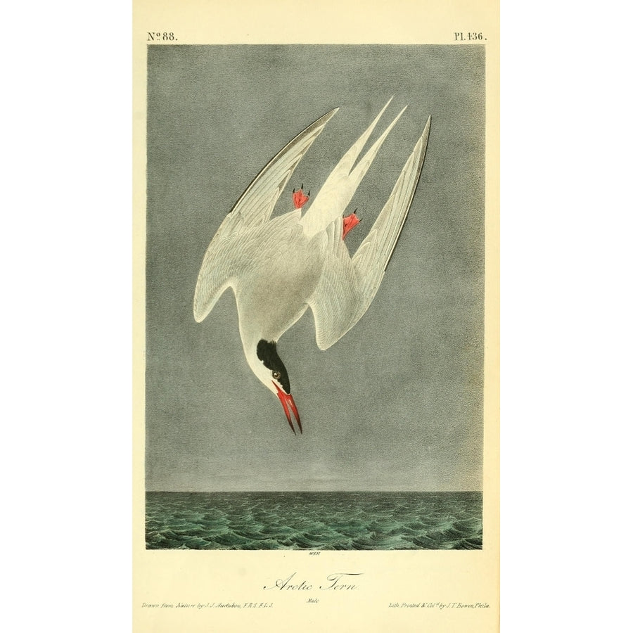 Birds of America 1844 Arctic Tern Poster Print by J.J. Audubon Image 1