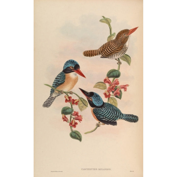 Birds of Asia 1850 Black-faced Kingfisher Poster Print by John Gould Image 2