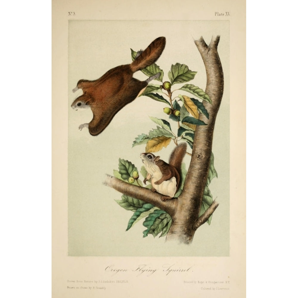 Quadrupeds of N. America 1851 Oregon Flying Squirrel Poster Print by J.J. Audubon Image 2