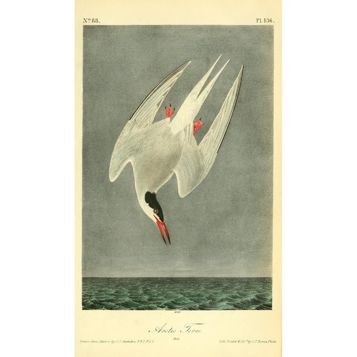 Birds of America 1844 Arctic Tern Poster Print by J.J. Audubon Image 2