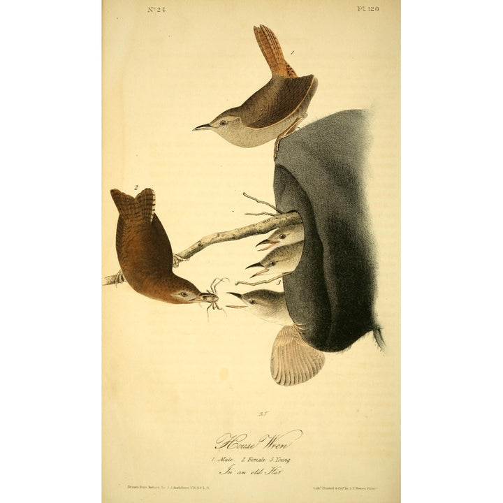 Birds of America 1844 House Wren Poster Print by J.J. Audubon Image 1