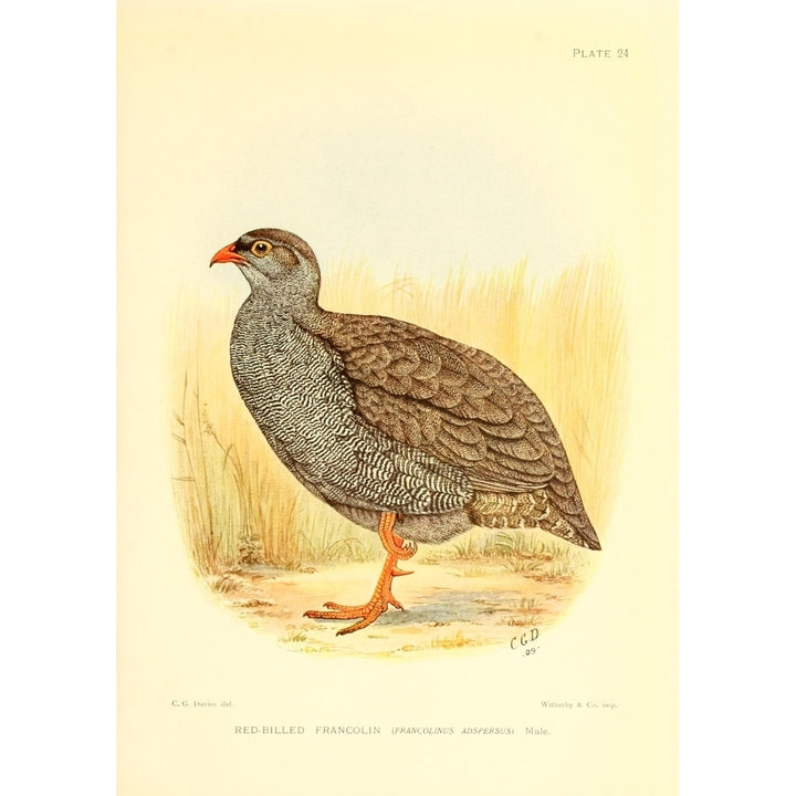 The Game-birds and Water-fowl of South Africa 1912 Red-billed Francolin Poster Print by Sergeant Charles G. Davis Image 2