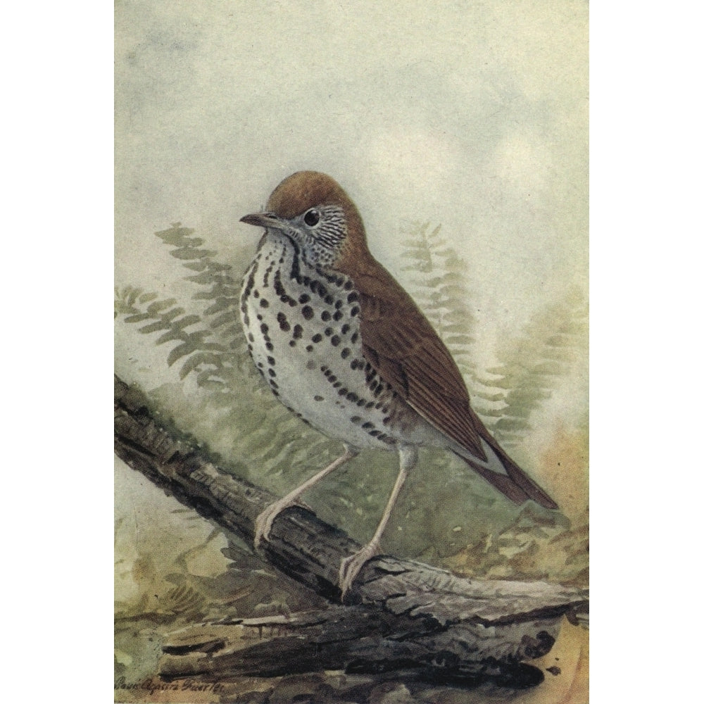 The Way to Study Birds 1917 Wood Thrush Poster Print by L.A. Fuertes Image 2