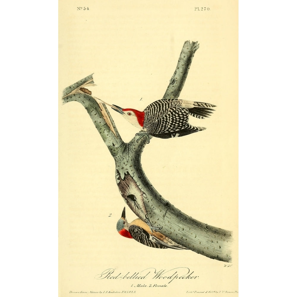 Birds of America 1844 Red-bellied Woodpecker Poster Print by J.J. Audubon Image 2