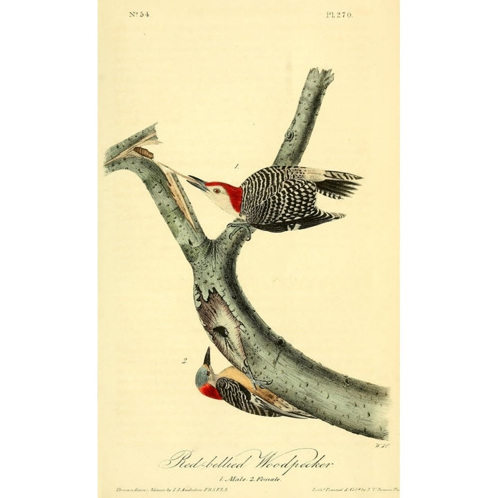 Birds of America 1844 Red-bellied Woodpecker Poster Print by J.J. Audubon Image 1