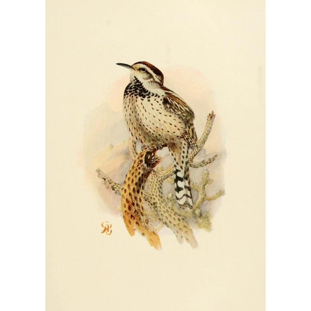 Birds of California 1923 Cactus Wren Poster Print by A. Brooks Image 2