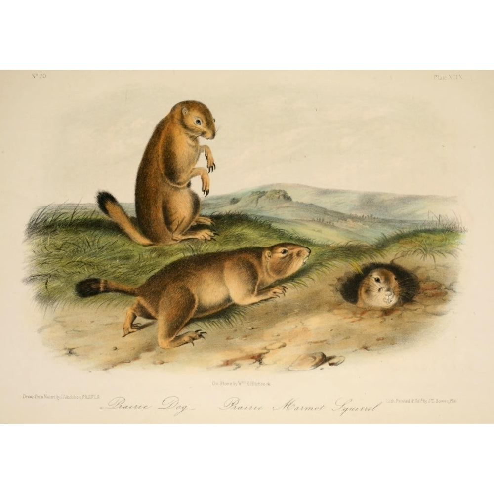 Quadrupeds of N. America 1851 Prairie Dog Poster Print by J.J. Audubon Image 2