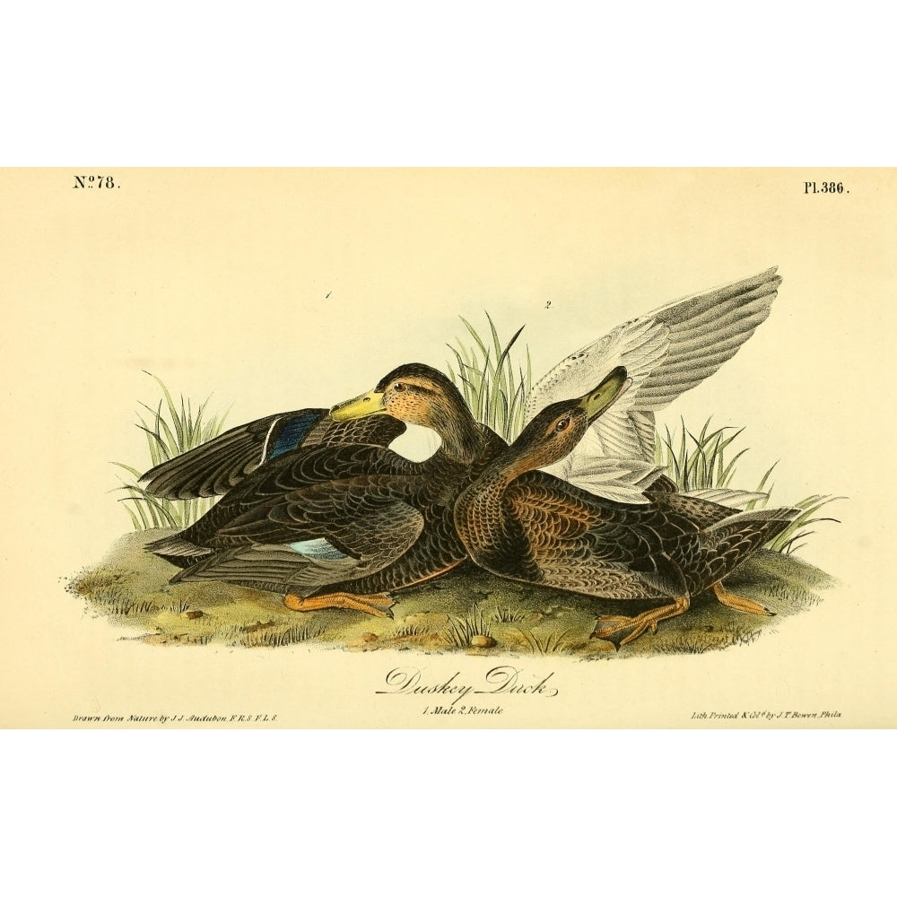 Birds of America 1844 Duskey Duck Poster Print by J.J. Audubon Image 1