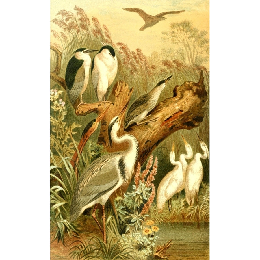 Brehms Tierleben 1893 Herons Poster Print by Ludwig Beckman Image 1