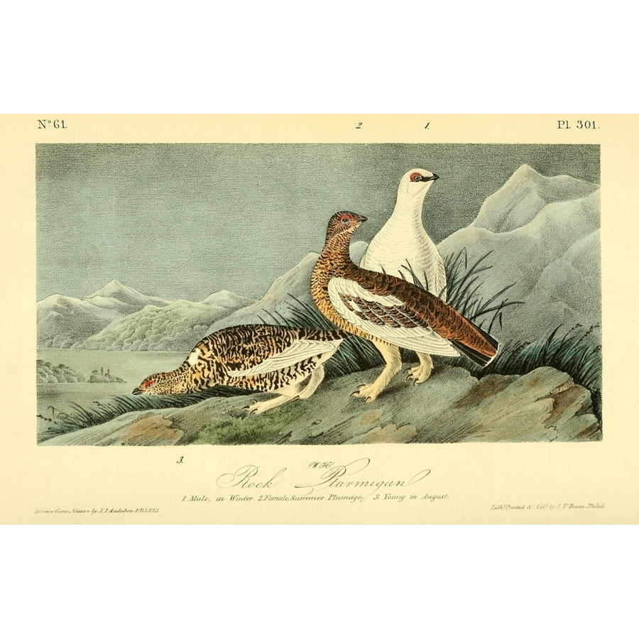 Birds of America 1844 Rock Ptarmigan Poster Print by J.J. Audubon Image 1