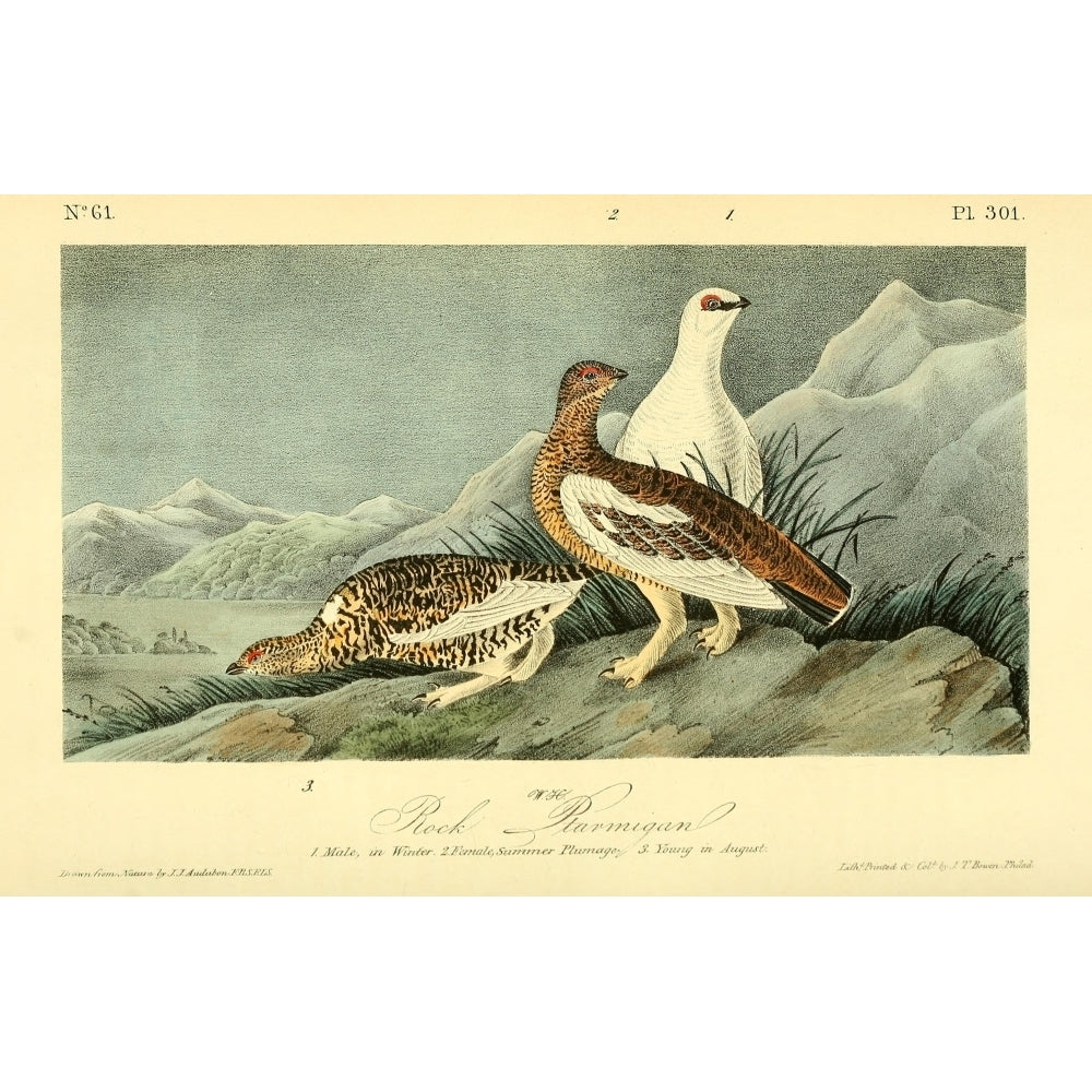 Birds of America 1844 Rock Ptarmigan Poster Print by J.J. Audubon Image 2