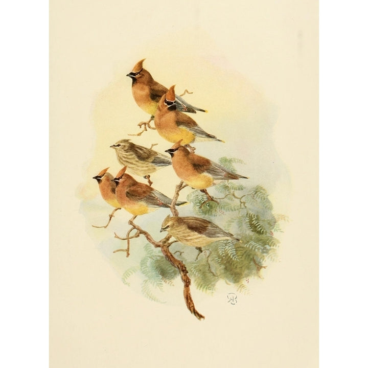 Birds of California 1923 Cedar Waxwings Poster Print by A. Brooks Image 1