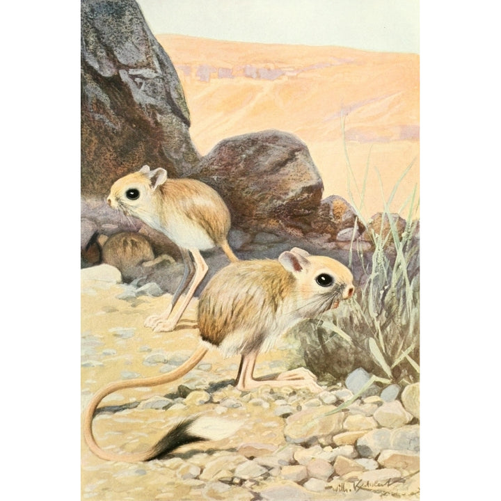 Brehms Tierleben 1911 Jerboa Poster Print by F.W. Kuhnert Image 1