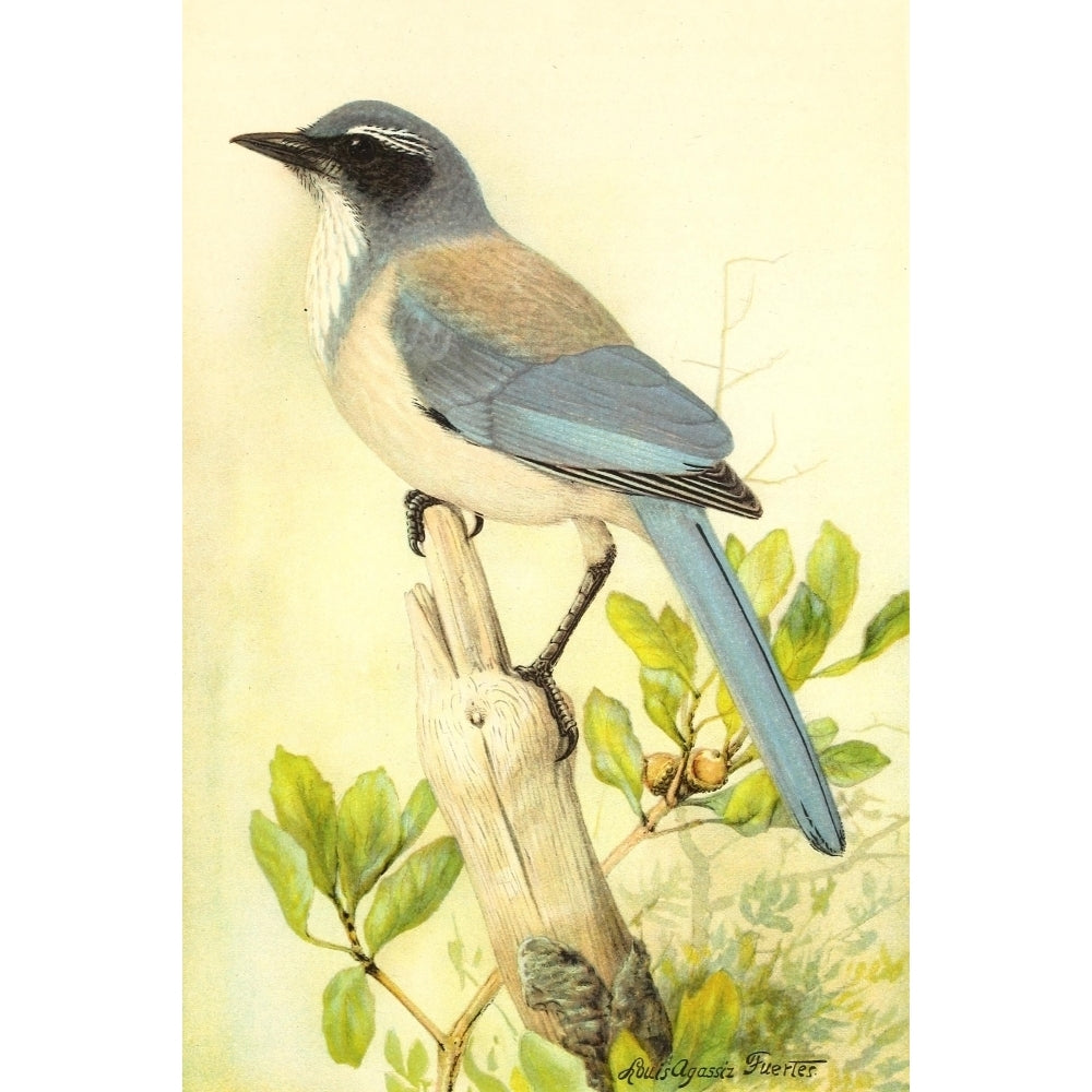 Birds of California 1893 California Jay Poster Print by L.A. Fuertes Image 2