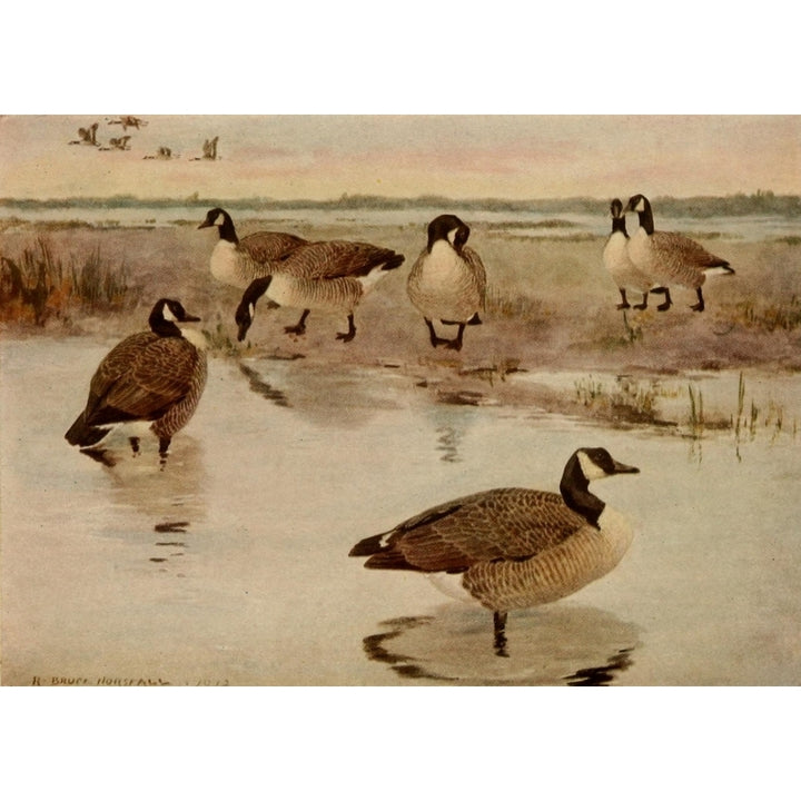 Birds of N. Carolina 1919 Canada Goose Poster Print by R.B. Horsfall Image 1