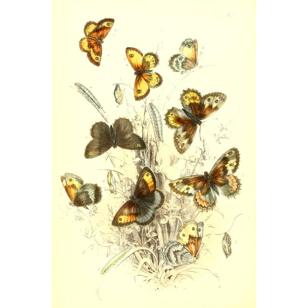 Genera and Species of B. Butterflies 1860 Grayling et al Poster Print by Henry N. Humphreys Image 1