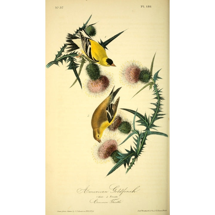 Birds of America 1844 American Goldfinch Poster Print by J.J. Audubon Image 1