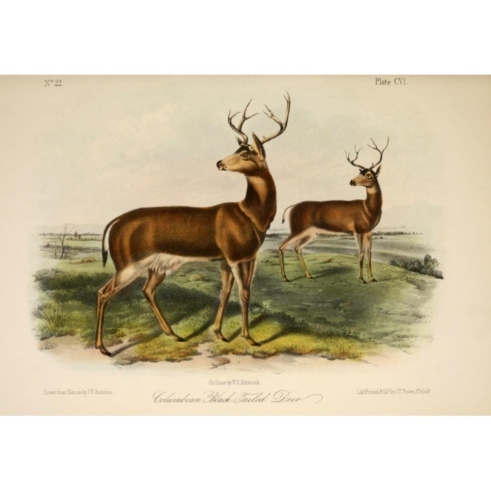 Quadrupeds of N. America 1851 Columbian Black-tailed Deer Poster Print by J.W. Audubon Image 1