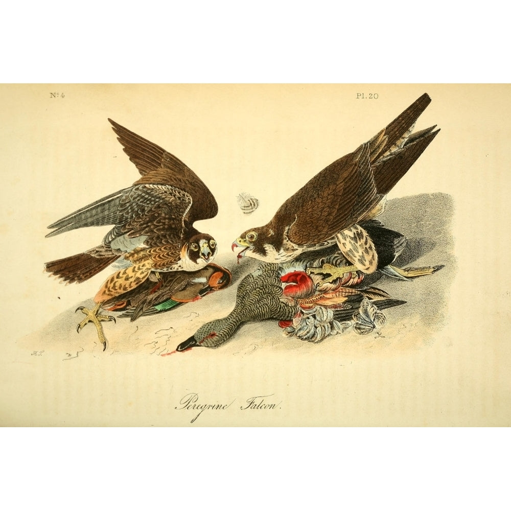 Birds of America 1844 Peregrine Falcon Poster Print by J.J. Audubon Image 1