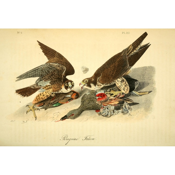 Birds of America 1844 Peregrine Falcon Poster Print by J.J. Audubon Image 2