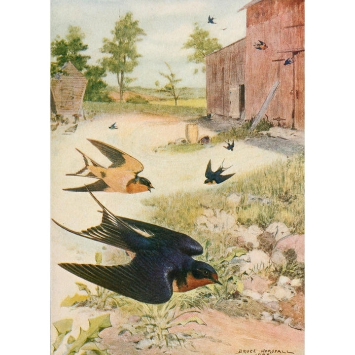 Bird-Lore 1922 Barn Swallow Poster Print by R.B. Horsfall Image 2