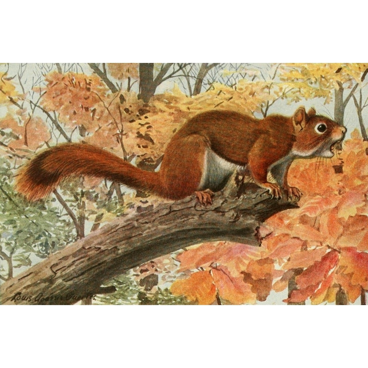 Wild Animals of N. America 1918 Red Squirrel Poster Print by L.A. Fuertes Image 1