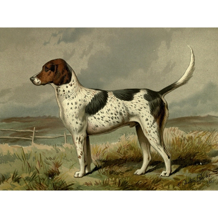 Illustrated Book of the Dog 1881 Fox-hound Poster Print by C.B. Barber Image 1