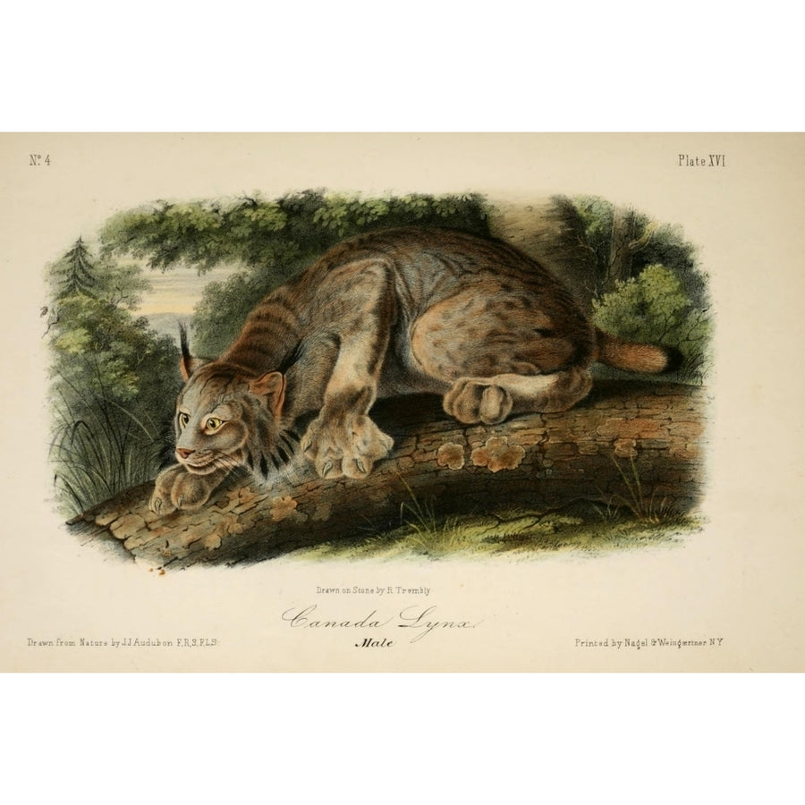 Quadrupeds of N. America 1851 Canada Lynx Poster Print by J.J. Audubon Image 1