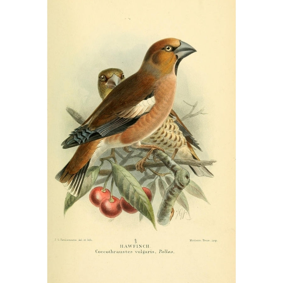 Birds of the British Islands 1885 Finch Haw Poster Print by John G. Keulemans Image 1