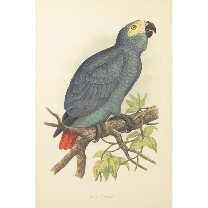 Parrots in Captivity 1884 Grey Parrot Poster Print by A.F. Lydon Image 1