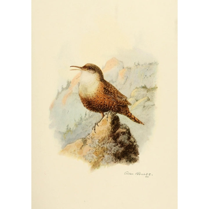 Birds of California 1923 Auburn Canyon Wren Poster Print by A. Brooks Image 1