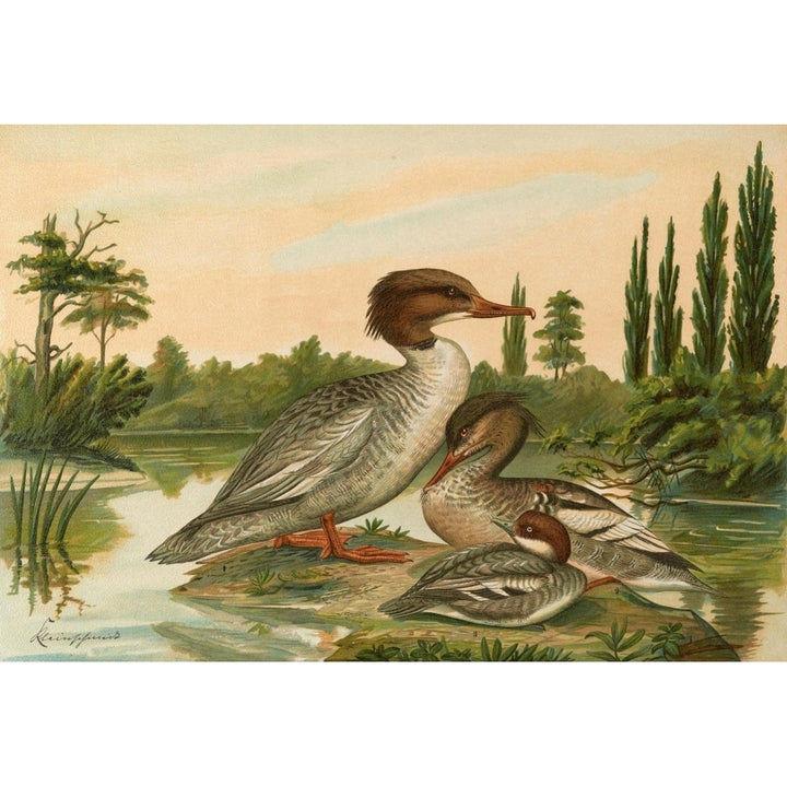 Naumann 1897 Merganser 2 Poster Print by John G. Keulemans Image 1