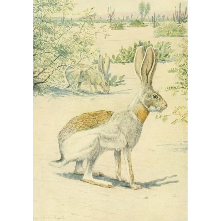 Wild Animals of N. America 1918 Antelope Jack Rabbit Poster Print by L.A. Fuertes Image 1