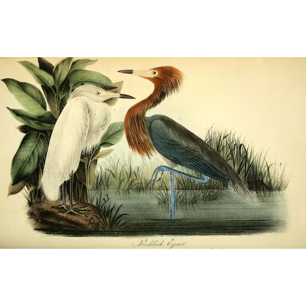 Birds of America 1844 Reddish Egret Poster Print by J.J. Audubon Image 2