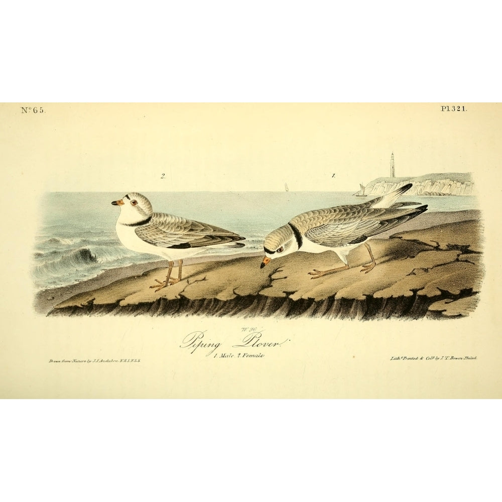 Birds of America 1844 Piping Plover Poster Print by J.J. Audubon Image 2