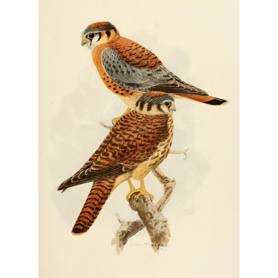 Birds of California 1923 American Kestrel Poster Print by A. Brooks Image 1