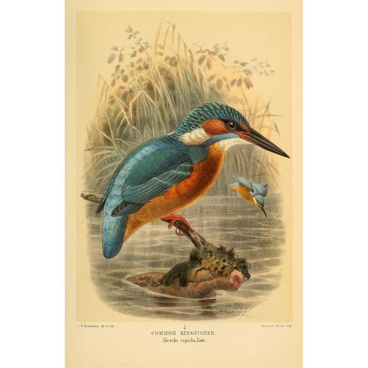 Birds of the British Islands 1885 Kingfisher Common Poster Print by John G. Keulemans Image 1