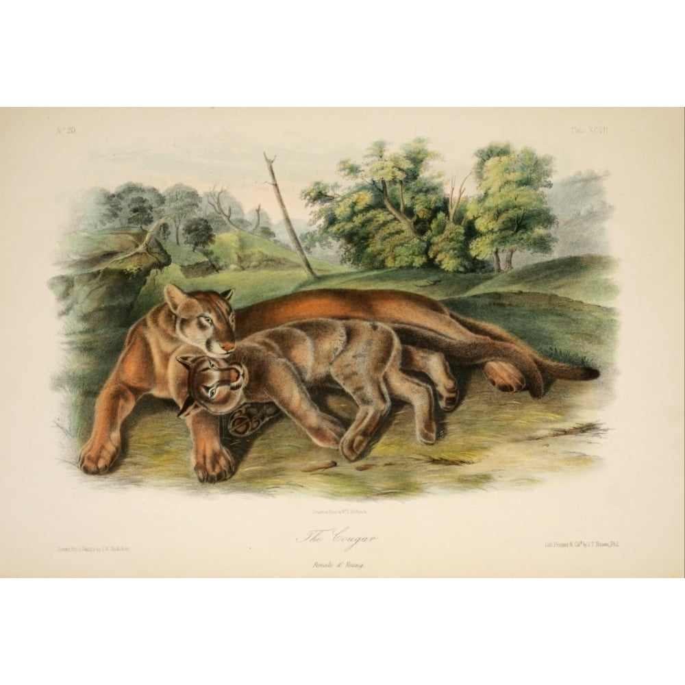 Quadrupeds of N. America 1851 Cougars Poster Print by J.W. Audubon Image 2